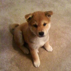 Meet your Posher, Danny